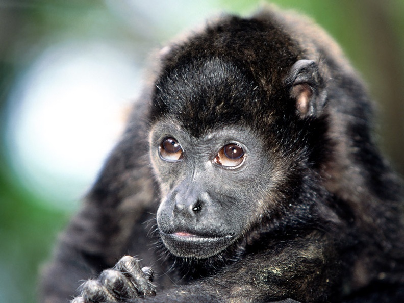 Boredom, Mantled Howler Monkey